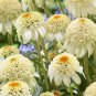 Echinacea purpurea 'Milkshake' (Coneflower) seeds