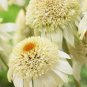 Echinacea purpurea 'Milkshake' (Coneflower) seeds