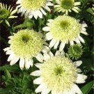 Echinacea Honey Dew (Coneflower) seeds