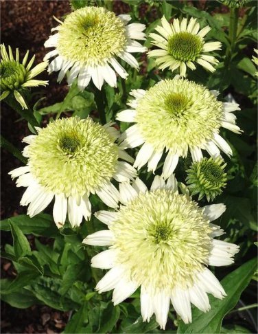 Echinacea Honey Dew (Coneflower) seeds