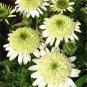 Echinacea Honey Dew (Coneflower) seeds
