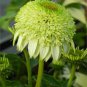Echinacea Honey Dew (Coneflower) seeds