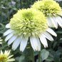 Echinacea Honey Dew (Coneflower) seeds