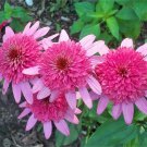 Echinacea 'Supreme Elegance' (Coneflower) seeds