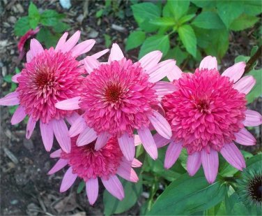 Echinacea 'Supreme Elegance' (Coneflower) seeds
