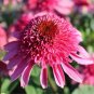 Echinacea 'Supreme Elegance' (Coneflower) seeds