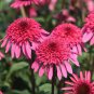 Echinacea 'Supreme Elegance' (Coneflower) seeds