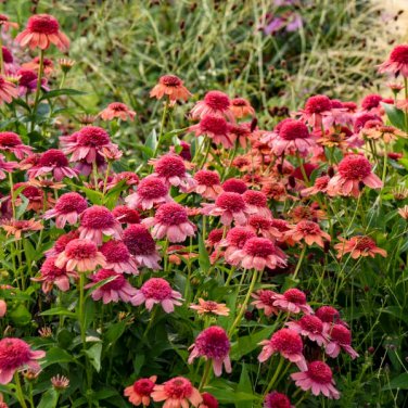 Echinacea 'Rainbow Sherbet' (Coneflower) seeds