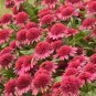 Echinacea 'Rainbow Sherbet' (Coneflower) seeds