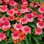 Echinacea 'Rainbow Sherbet' (Coneflower) seeds