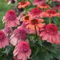Echinacea 'Rainbow Sherbet' (Coneflower) seeds