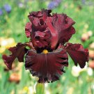 'Play with Fire' Bearded Iris seeds