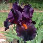 'Iris Germanica 'Dracula's Kiss seeds