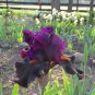 'Iris Germanica 'Dracula's Kiss seeds