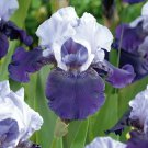 'Iris Germanica 'Over Alaska seeds