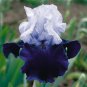 'Iris Germanica 'Over Alaska seeds