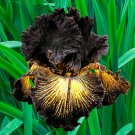 'Sorbonne Bearded Iris seeds