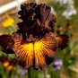 'Sorbonne Bearded Iris seeds