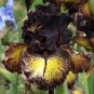 'Sorbonne Bearded Iris seeds