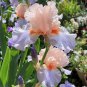 'Iris Germanica 'French Cancan' seeds
