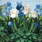 'Blue Bearded Iris' seeds