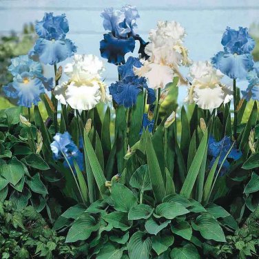 'Blue Bearded Iris' seeds