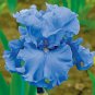 'Blue Bearded Iris' seeds