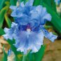 'Blue Bearded Iris' seeds