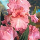'Iris 'Pink Bubbles' seeds