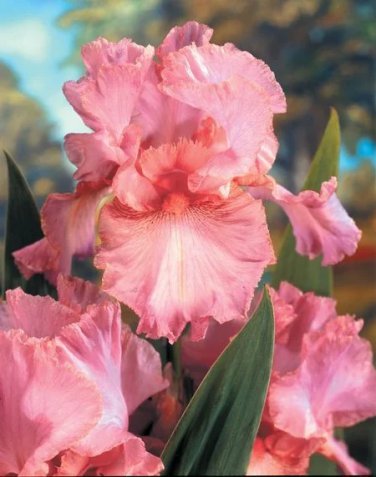 'Iris 'Pink Bubbles' seeds