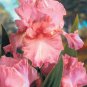 'Iris 'Pink Bubbles' seeds
