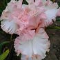 'Iris 'Pink Bubbles' seeds