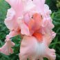 'Iris 'Pink Bubbles' seeds