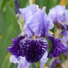'Iris germanica 'Millennium Falcon' seeds
