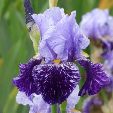 'Iris germanica 'Millennium Falcon' seeds