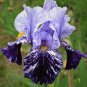 'Iris germanica 'Millennium Falcon' seeds