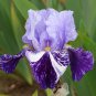 'Iris germanica 'Millennium Falcon' seeds