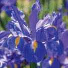 'Dutch Iris 'Discovery' seeds