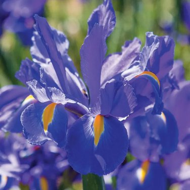 'Dutch Iris 'Discovery' seeds