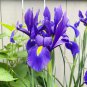 'Dutch Iris 'Discovery' seeds