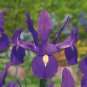 'Dutch Iris 'Discovery' seeds