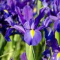 'Dutch Iris 'Discovery' seeds