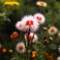 Red Collared Sea Urchin Flower