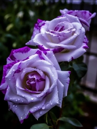 Rare Tricolor Rose 'Watercolor