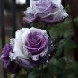 Rare Tricolor Rose 'Watercolor