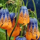 Blue-Patterned Fritillaria Imperialis