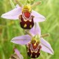 The Rare Ophrys Apifera Laughing Bumble Bee Orchid) Seeds