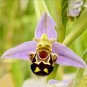 The Rare Ophrys Apifera Laughing Bumble Bee Orchid) Seeds