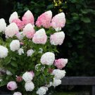 Vanilla Strawberry Hydrangea