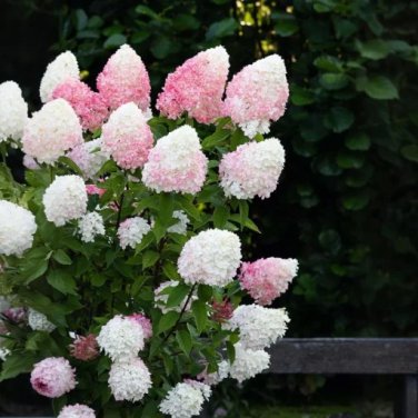 Vanilla Strawberry Hydrangea